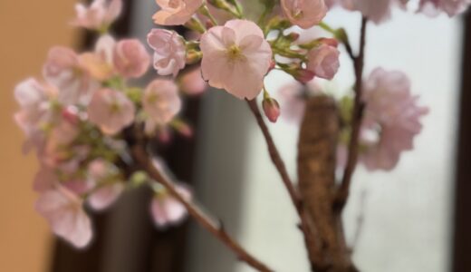 桜が咲きました