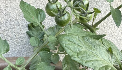 お野菜がお迎えしています